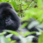 Gorilla Trekking Guide to Rwanda