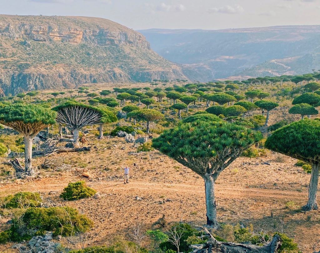 Socotra Flights