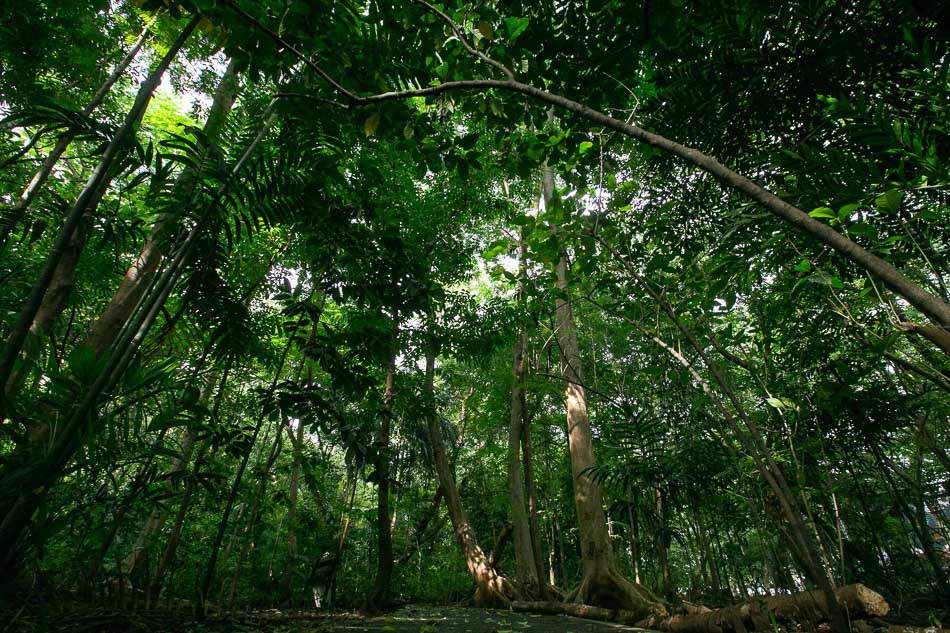 Arroceros Forest Park