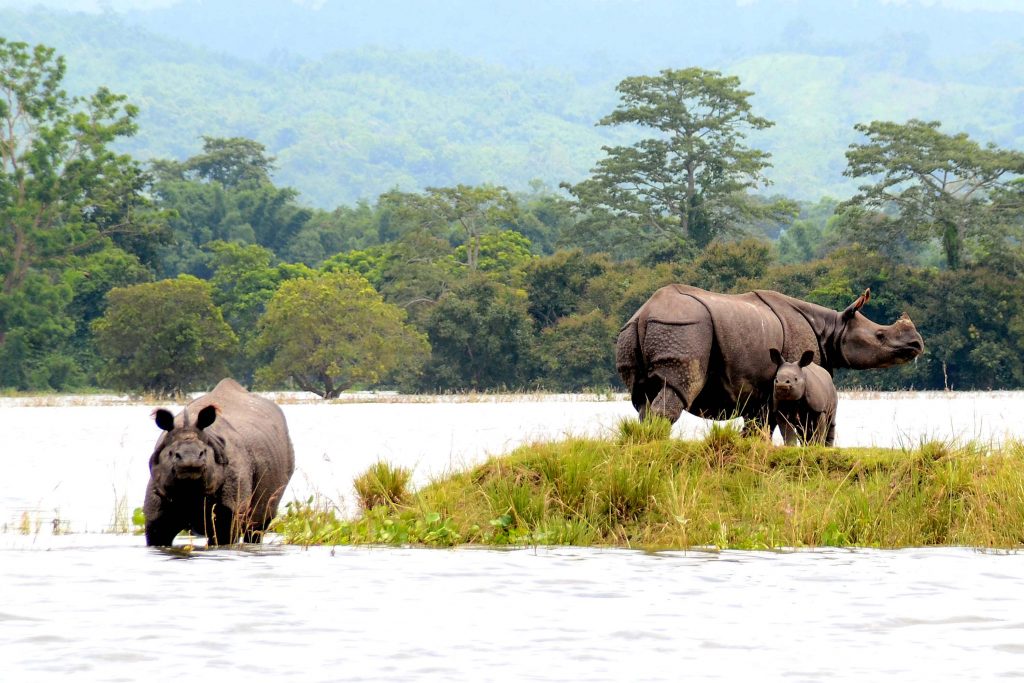 The Kaziranga National Park