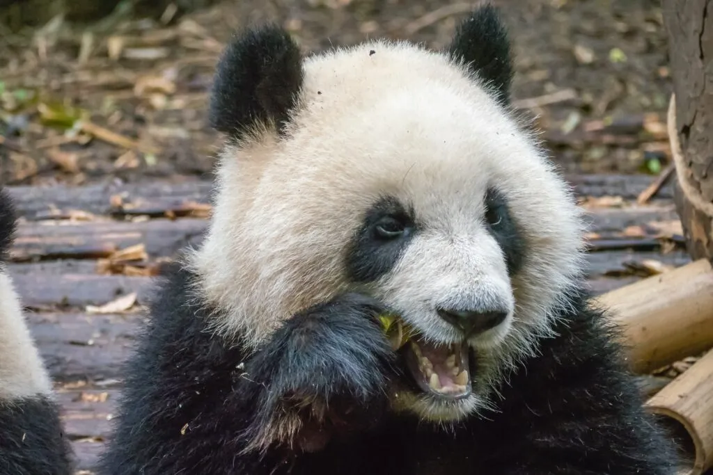 Chengdu Panda 