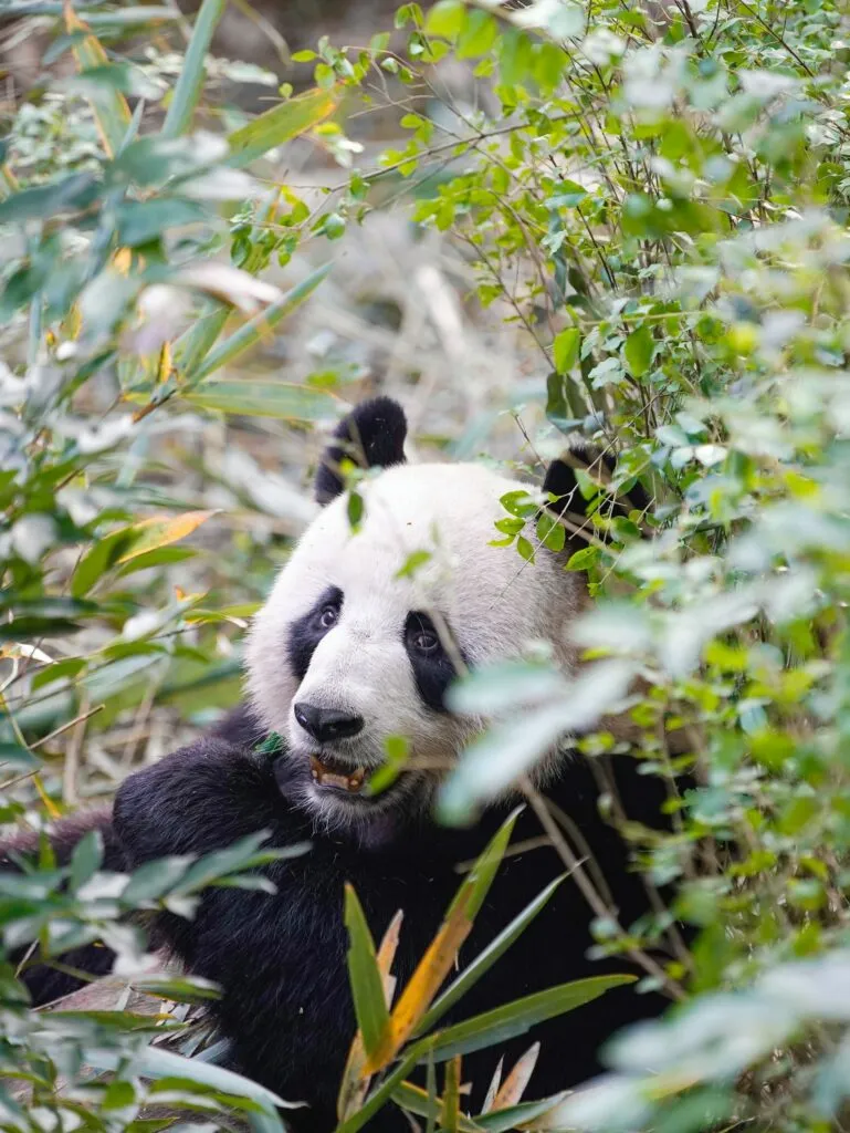 holding a panda in china