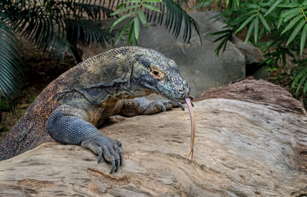 komodo dragons