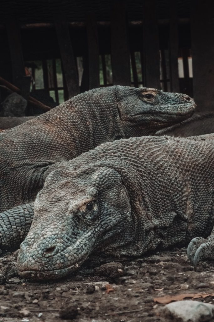 Komodo Dragons