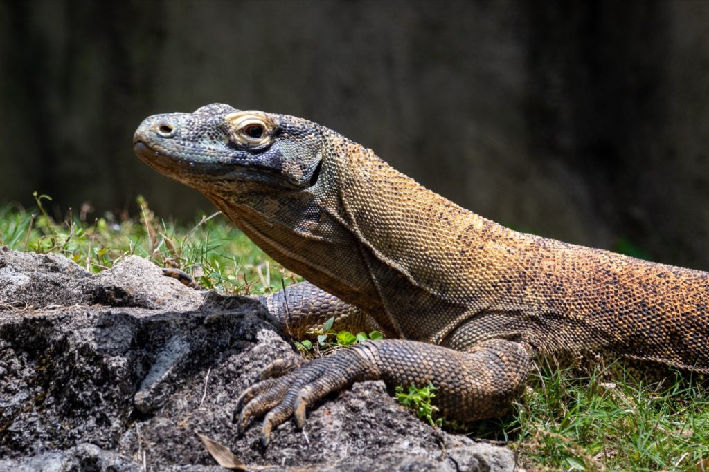 komodo dragons