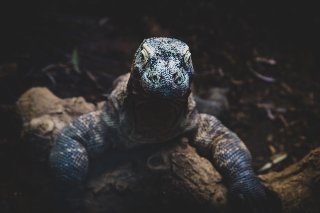 Komodo dragon photo