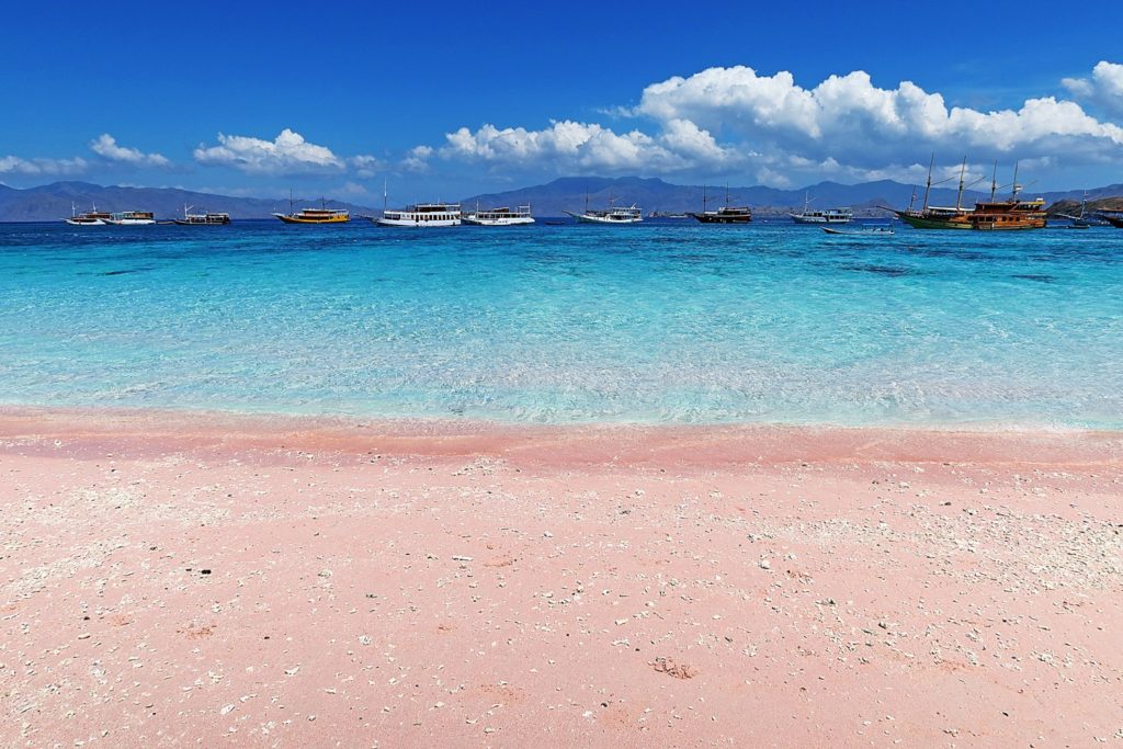 pink beach flores