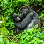 LAST MINUTE ADVENTURE! Come and Refurbish an orphanage & trek with Mountain Gorillas in February 2022!