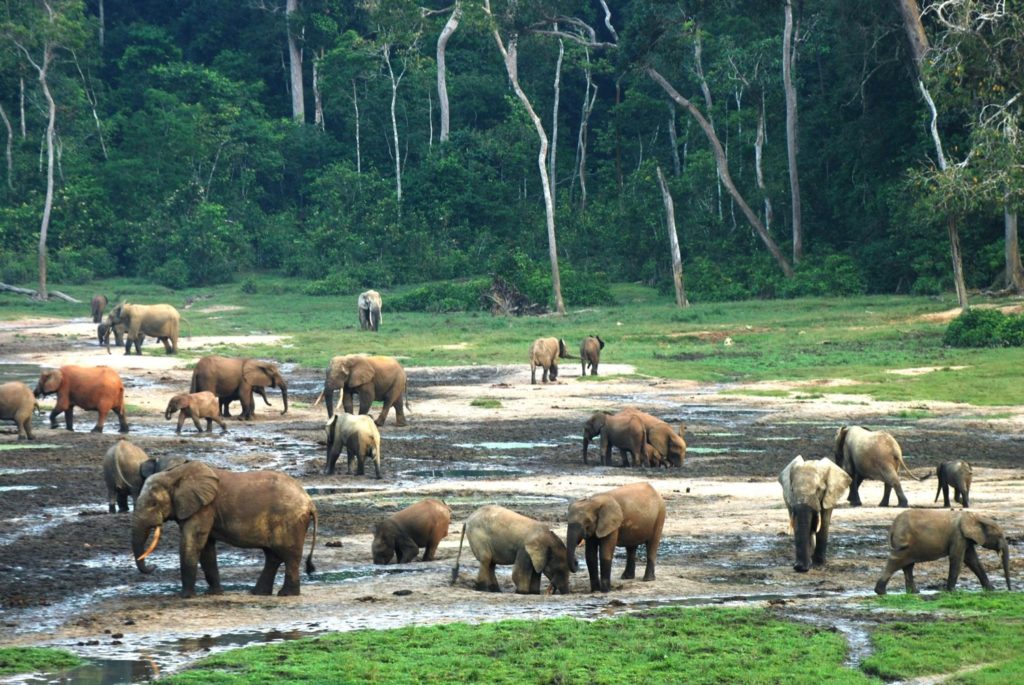 Wild elephants in CAR