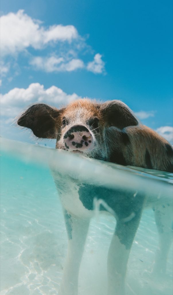 Bahamas Pigs