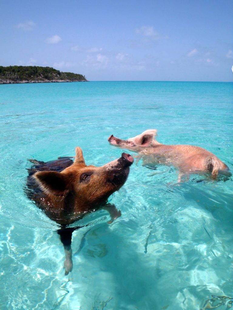 swimming with the pigs