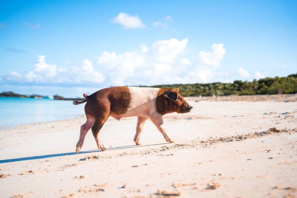 swimming with pigs