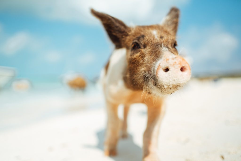 pig beach exuma