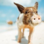Swimming with Pigs in the Bahamas; My First Wedding Anniversary gift to my wife!