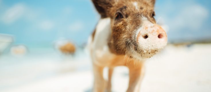 pig beach exuma