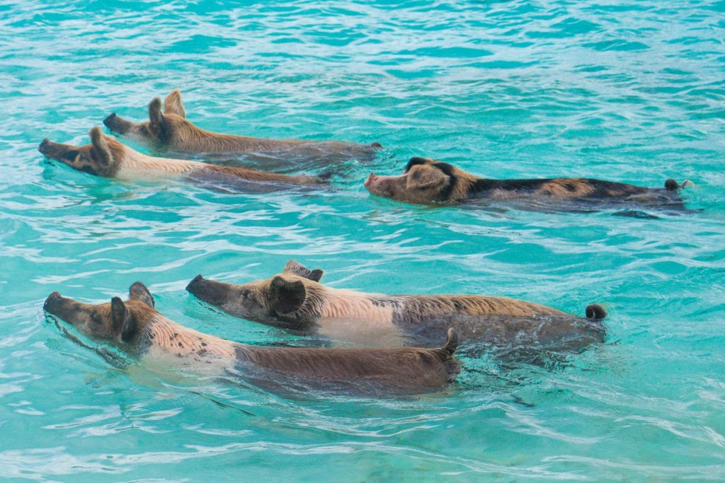 pigs in the bahamas