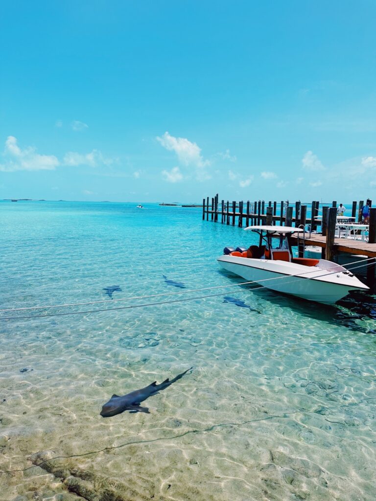 swim with sharks bahamas