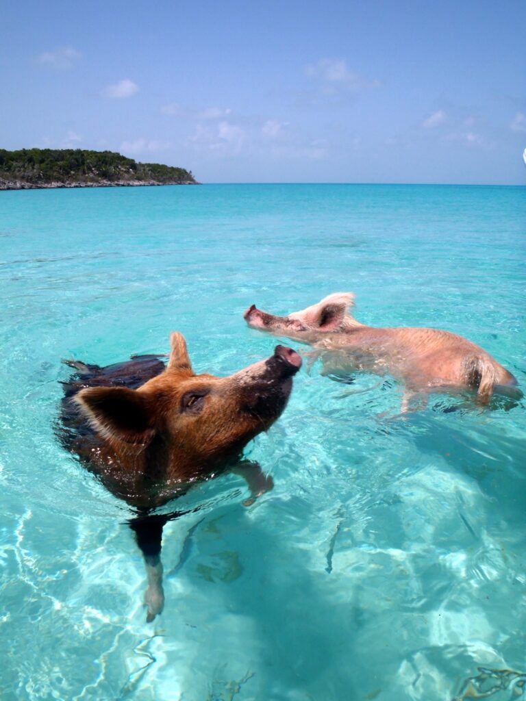 staniel cay bahamas