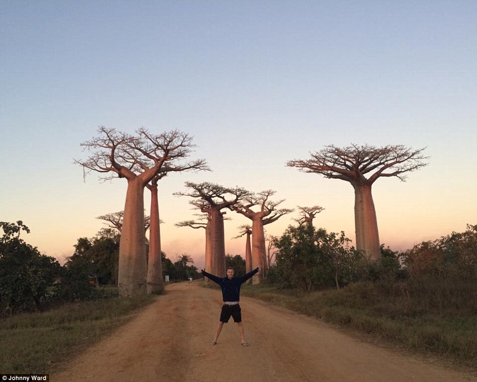 Avenue of the Baobabs