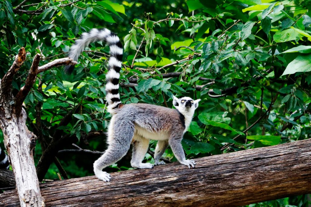 Madagascar Tour