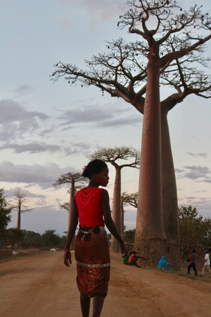 Avenue of the Baobabs