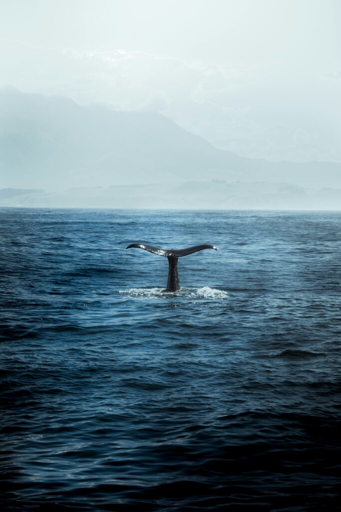 whale watching azores