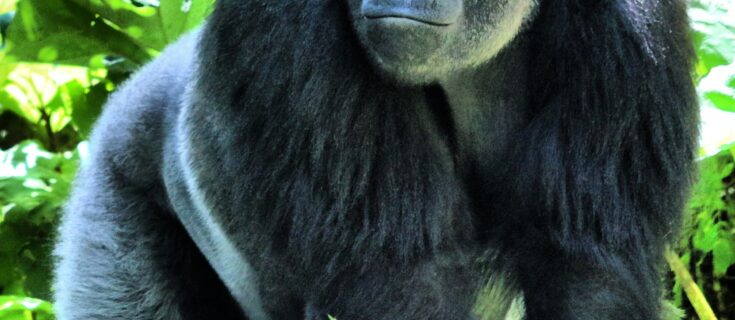 TREKKING WITH BONOBOS