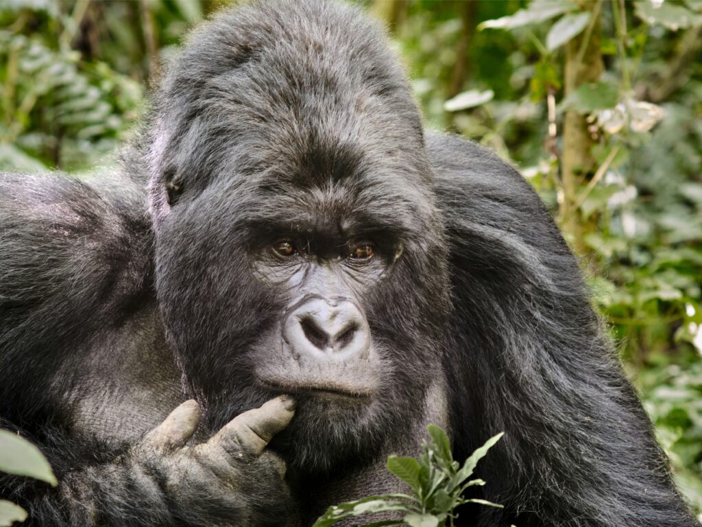 trekking with bonobos