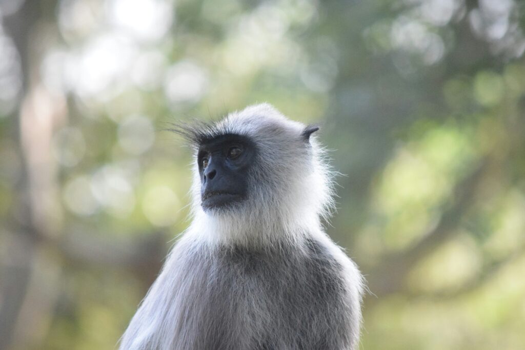 Mangabey