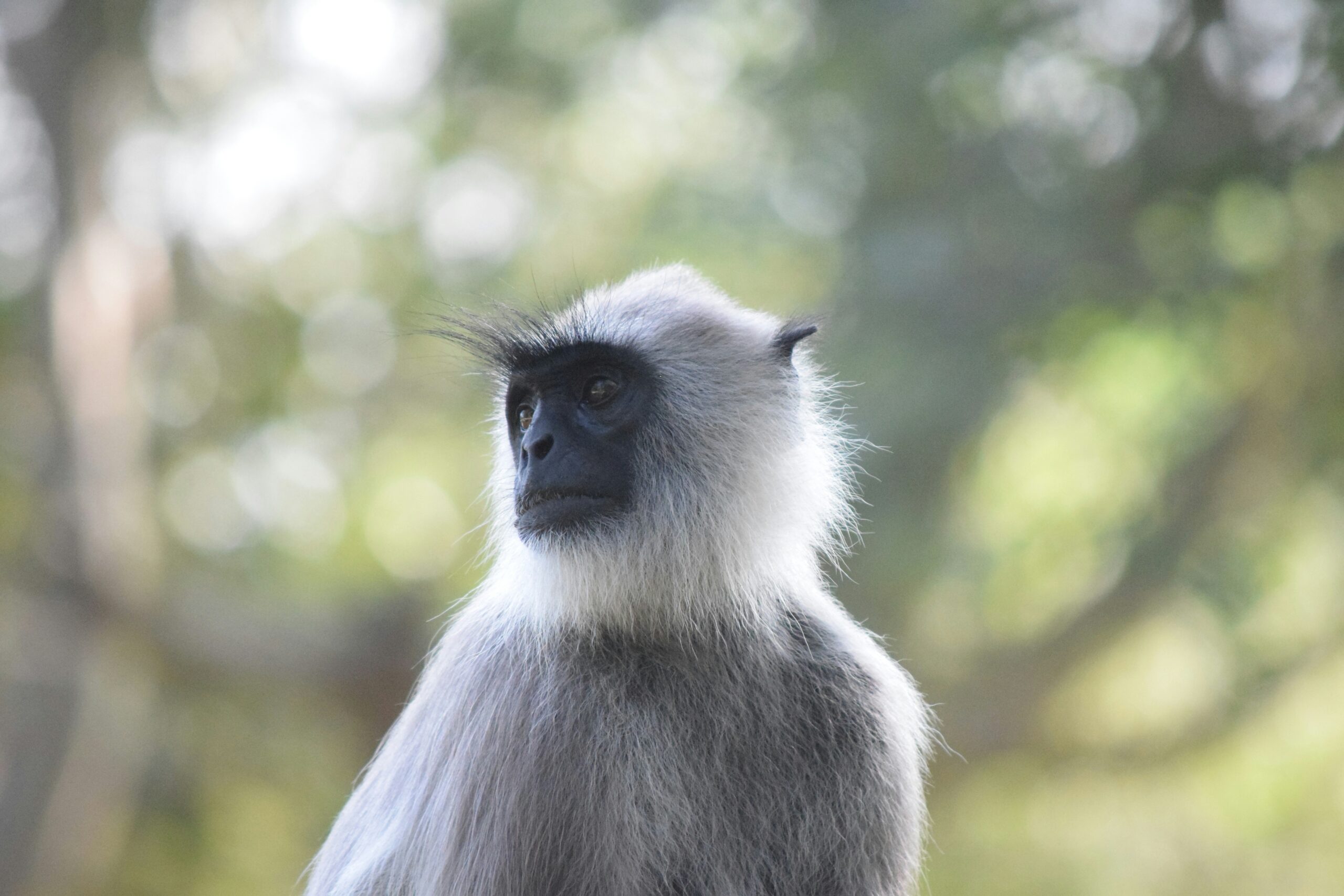 Mangabey