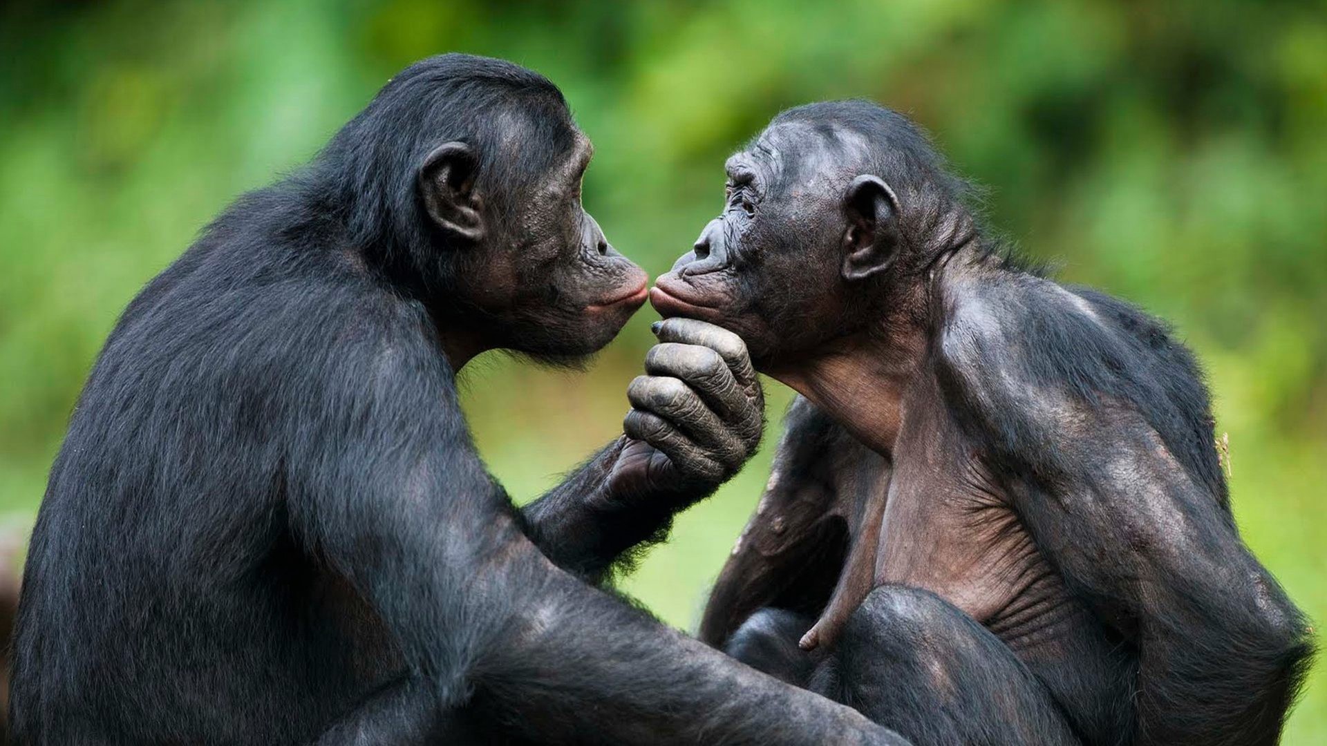 bonobos