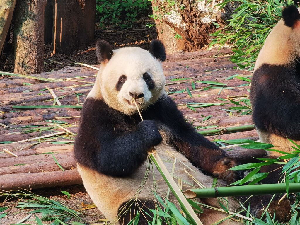 Chengdu